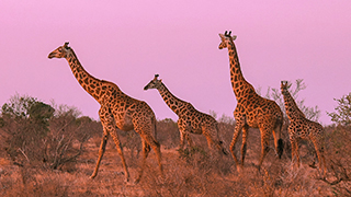 Image - The Power of Prayer and Many Giraffes